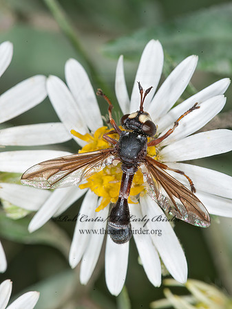 Physocephala furcillata  THICK-HEADED FLY 8035049z