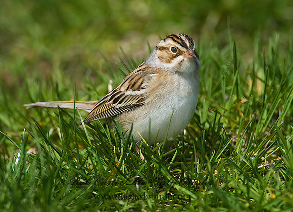 Spizella pallida  CLAY-COLORED SPARROW 8002458z