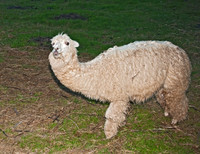 Lama glama  LLAMA 8019921z