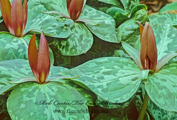 Trillium sessile  TOADSHADE 280116z