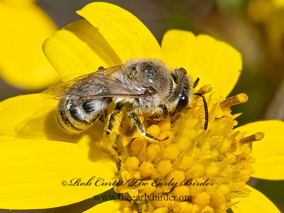Colletes  CELLOPHANE BEE 3025009z