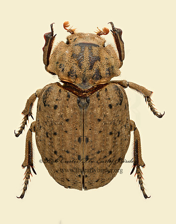 Omorgus suberosus  HASTATE HIDE BEETLE 9020097z