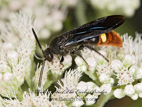 Scolia dubia 8017817z