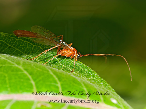 Enicospilus purgatus  OPHIONINAE ICHNEUMON 3009011z