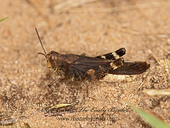 Arphia sulphurea  SULFUR-WINGED GRASSHOPPER 9047218z