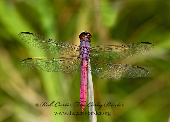 Orthemis ferruginea 7005431 Mz