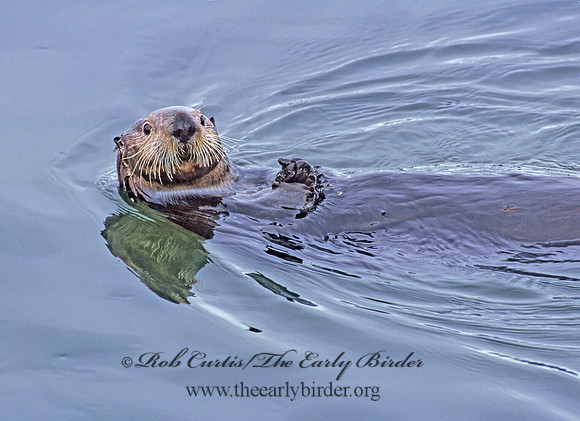 Enhydra lutris kenyoni  NORTHERN SEA OTTER 224402 z