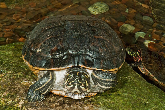 Pseudemys concinna floridana  FLORIDA COOTER 4002438z