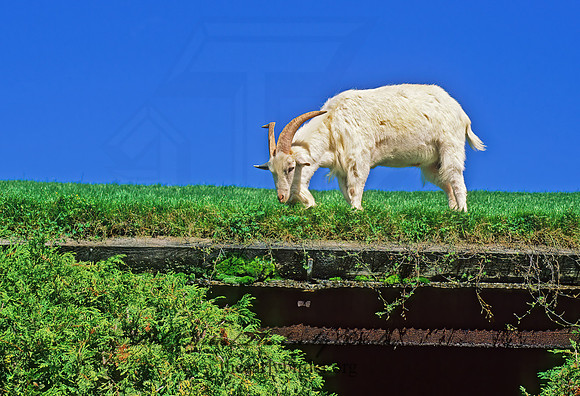 Capra aegagrus hircus  DOMESTIC GOAT 155908z