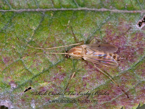 Chironomus decorus complex  NON-BITING MIDGE 6014482z