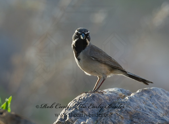 Amphispiza bilineata  BLACK-THROATED SPARROW 7008027z