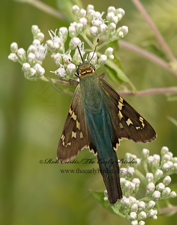 Urbanus proteus  LONG-TAILED SKIPPER 9050587z