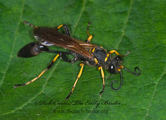 Sceliphron caementarium 6014430z