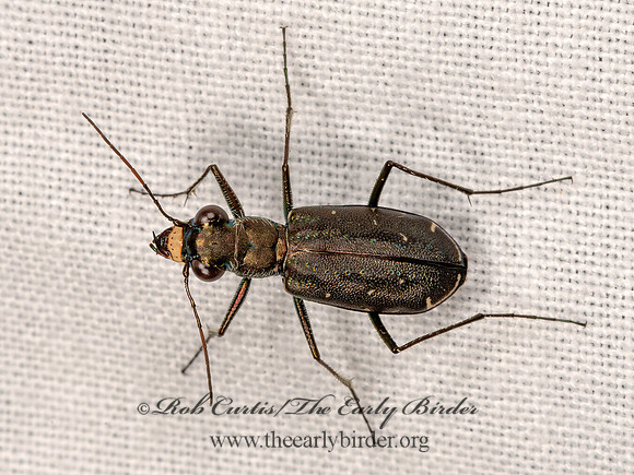 Cicindelidia punctulata  PUNCTURED TIGER BEETLE 3023655z