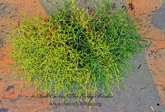 Cycloloma atriplicifolium  WINGED PIGWEED 244634z