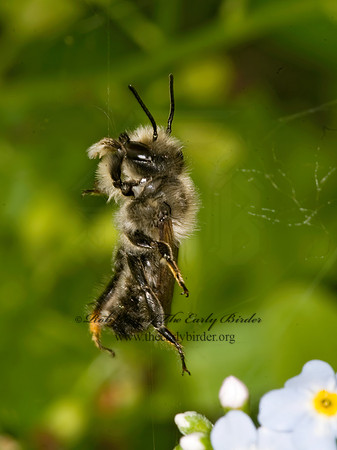 Megachile gemula 8015250 Mz