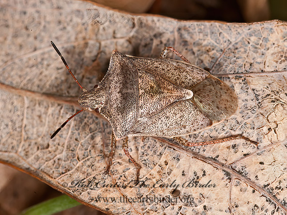 Euschistus servus or variolarius  STINKBUG 8034066z