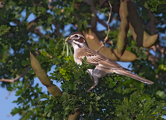 Chondestes grammacus  LARK SPARROW 7005860 z