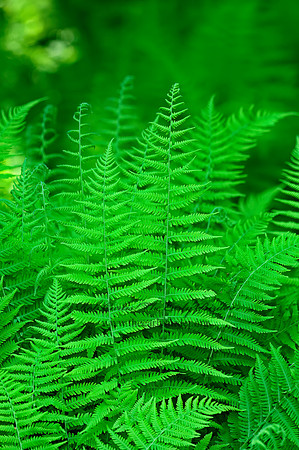 Parathelypteris noveboracensis  NEW YORK FERN 3013929z