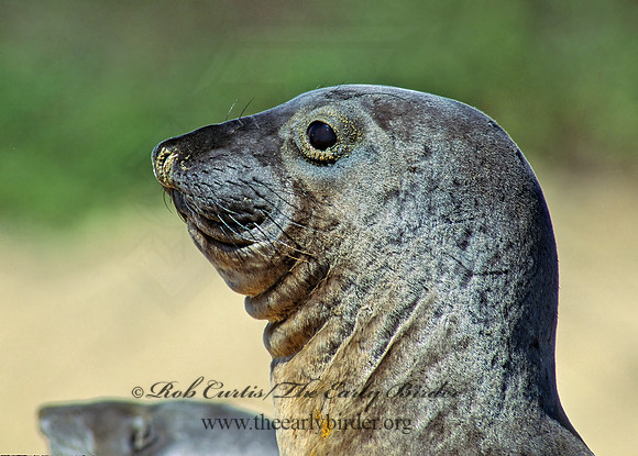 Mirounga angustirostris  NORTHERN ELEPHANT SEAL 110827z
