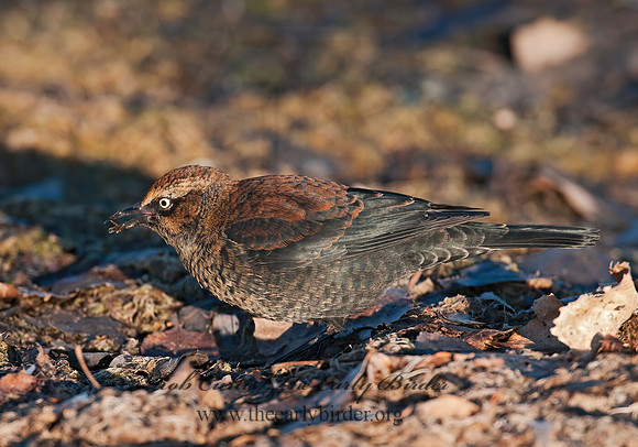 Euphagus carolinus  RUSTY BLACKBIRD 8024379z