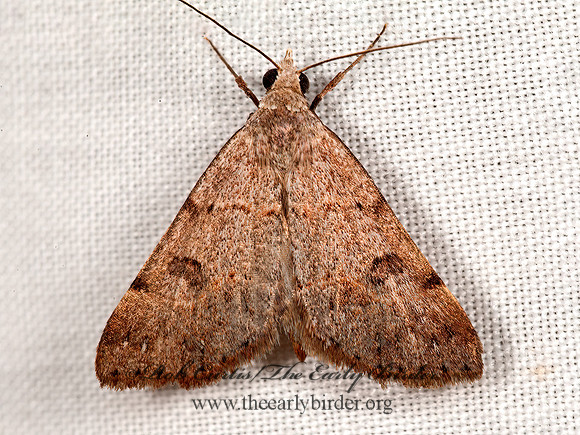 Hemeroplanis historialis~  PHYTOMETRINI EREBID MOTH 8036930z
