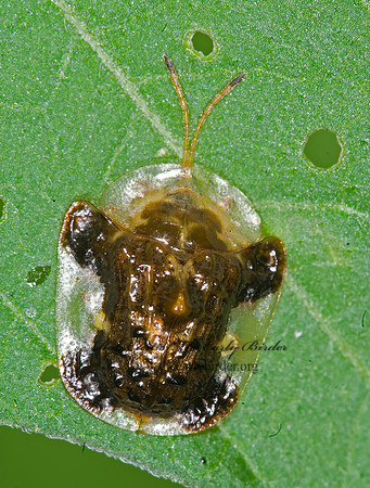 Plagiometriona clavata TORTOISE BEETLE 6009039z