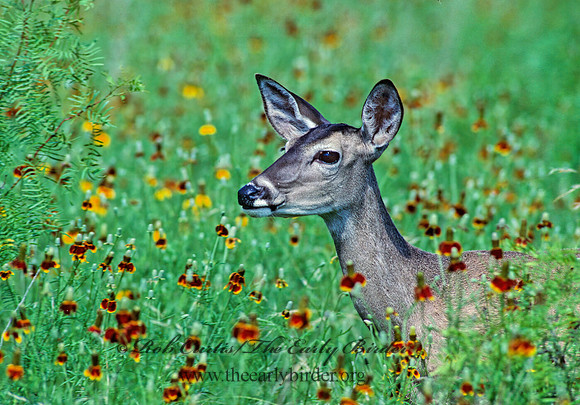 Odocoileus virginianus  WHITE-TAILED DEER 55121z