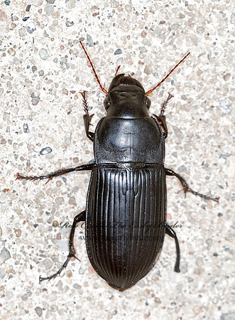 Harpalus calignosus 6013027z