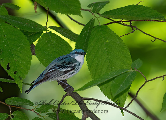 Setophaga cerulea  CERULEAN WARBLER 9023067z