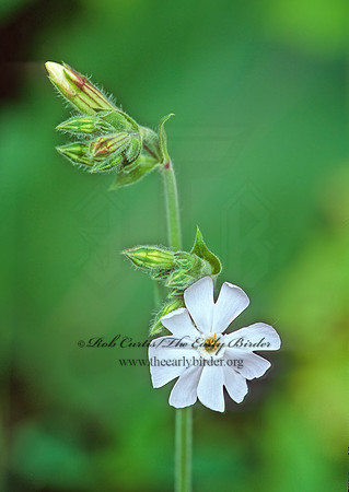 Lychnis alba  WHITE COCKLE 206611z