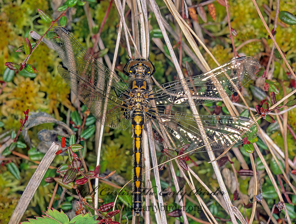 Leucorrhinia hudsonica HUDSONIAN WHITEFACE 238302z