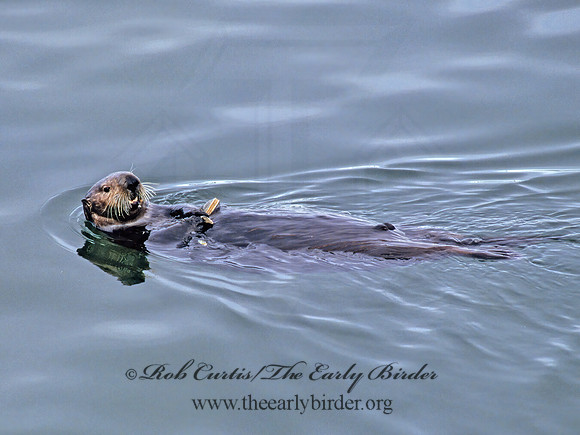 Enhydra lutris kenyoni  NORTHERN SEA OTTER 224417z
