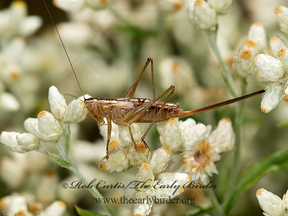 Conocephalus  LESSER MEADOW KATYDID 9041113z