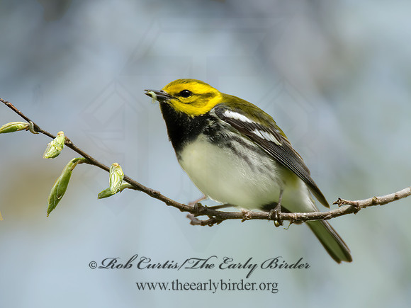 Setophaga virens  BLACK-THROATED GREEN WARBLER 6004827z