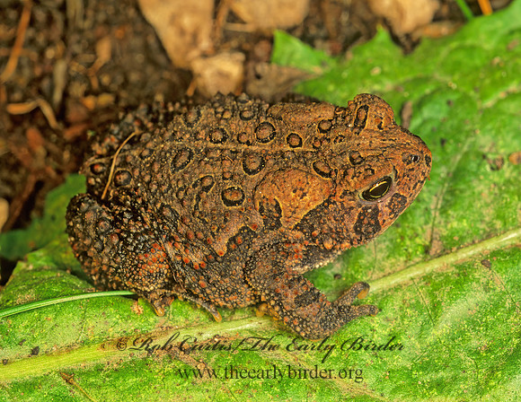 Anaxyrus americanus  AMERICAN TOAD 178420  z