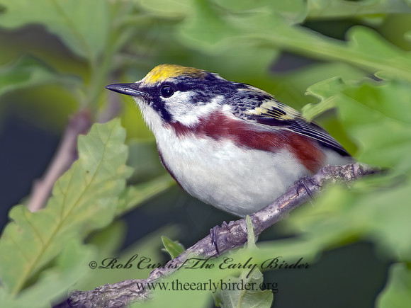 Setophaga pennsylvanica  CHESTNUT-SIDED WARBLER 4000950 CSWBz