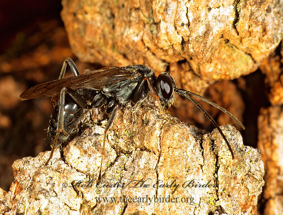 Auplopus carbonarius~  PEPSINI SPIDER WASP 1115814z