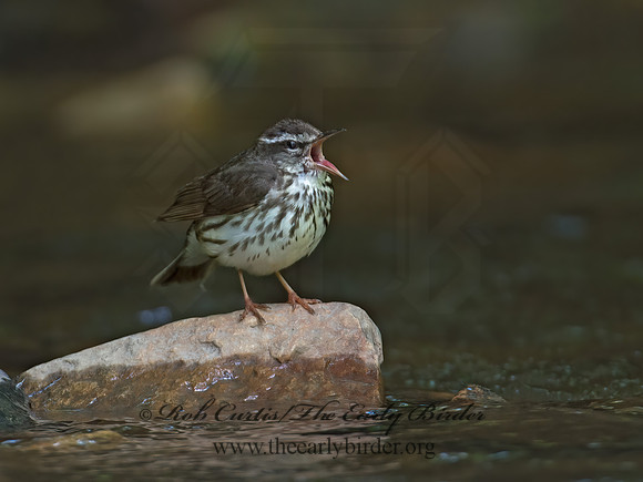 Parkesia motacilla  LOUISIANA WATERTHRUSH 9012728z