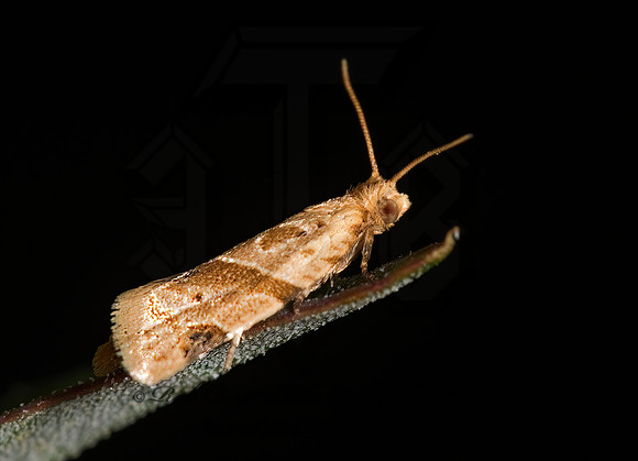 Clepsis peritana  GARDEN TORTRIX 8017199z