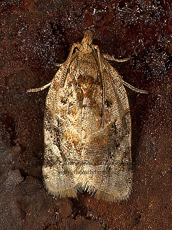 Argyrotaenia TORTRICID MOTH 9051290z