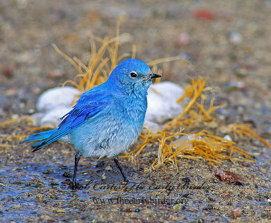 Sialia currucoides  MOUNTAIN BLUEBIRD  103003z