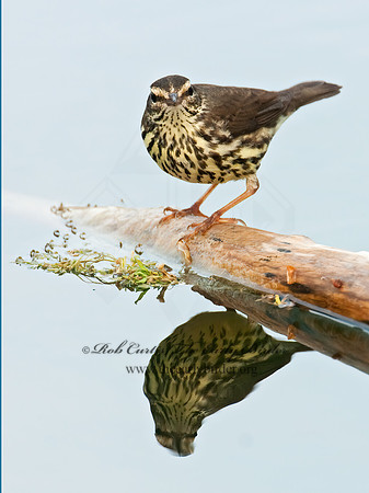 Parkesia noveboracensis  NORTHERN WATERTHRUSH 3007661z