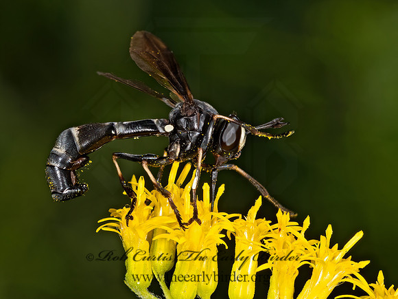 Physocephala tibialis  THICK-HEADED FLY 3041615z