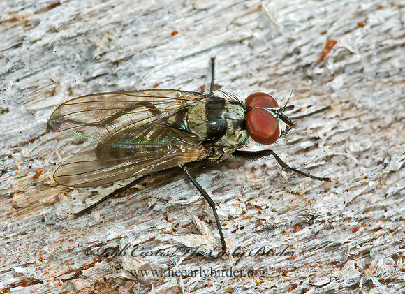 Anthomyia oculifera  ROOT-MAGGOT FLY 5011716z