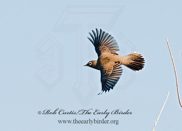 Turdus migratorius  AMERICAN ROBIN 8024104z