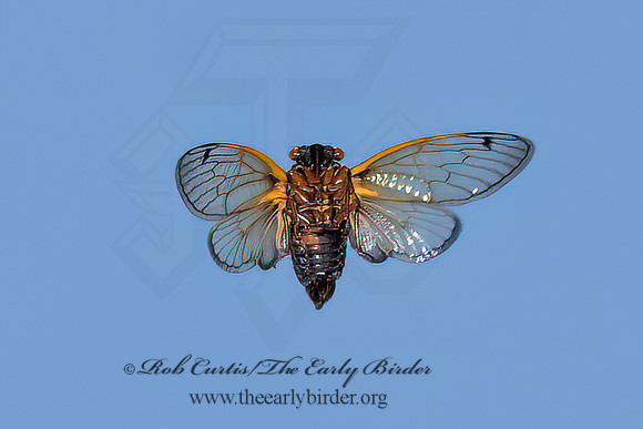 Magicicada cassinii CASSIN'S CICADA 3043680z