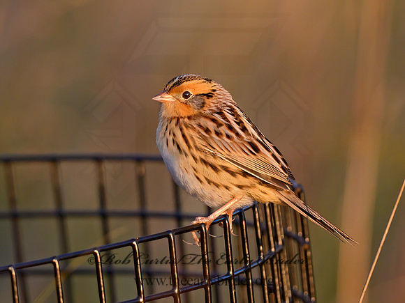 Ammospiza leconteii  LE CONTE'S SPARROW 1307396z