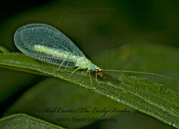 Chrysopa oculata GOLDEN-EYED LACEWING 5001396