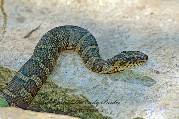 Nerodia  sipedon sipedon  NORTHERN WATER SNAKE 289336z